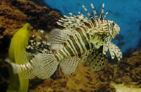 短信轰炸机网页版在线